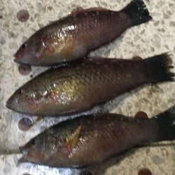 良型アジ（25~6㎝）4匹、ベラ3匹、良型ガシラ1匹